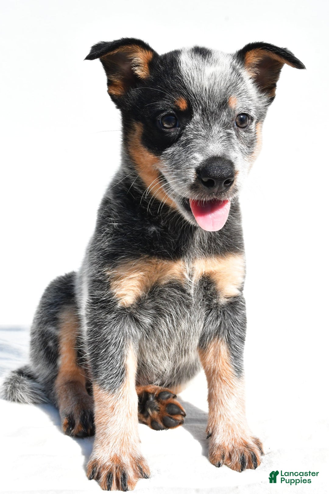 Australian Cattle Dog dogs for sale: Trixie - Image 5