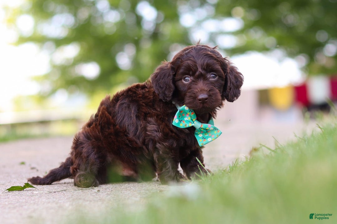 Miniature Dachshund dogs for sale: Dragona - Image 4