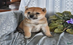 Shiba Inu dogs for sale: Jane - Image 1