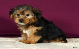 Yorkshire Terrier dogs for sale: Jamie - Image 4
