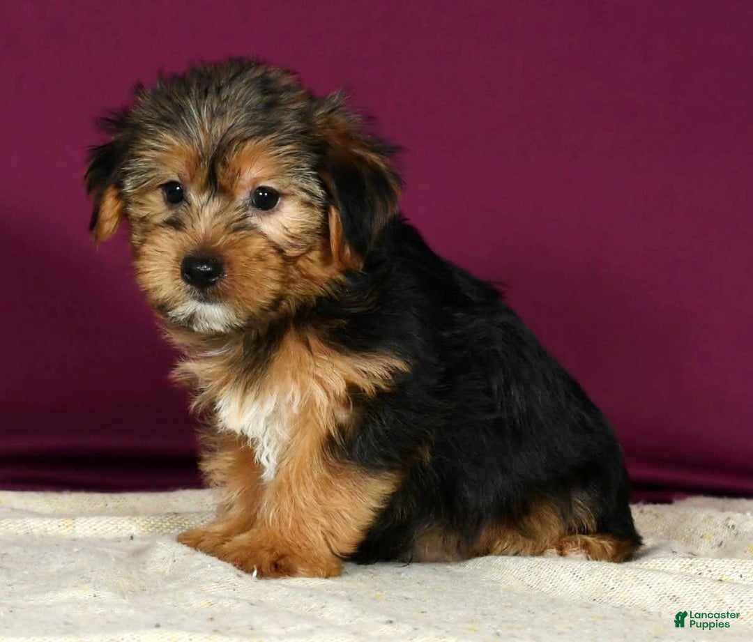 Yorkshire Terrier dogs for sale: Jamie - Image 4