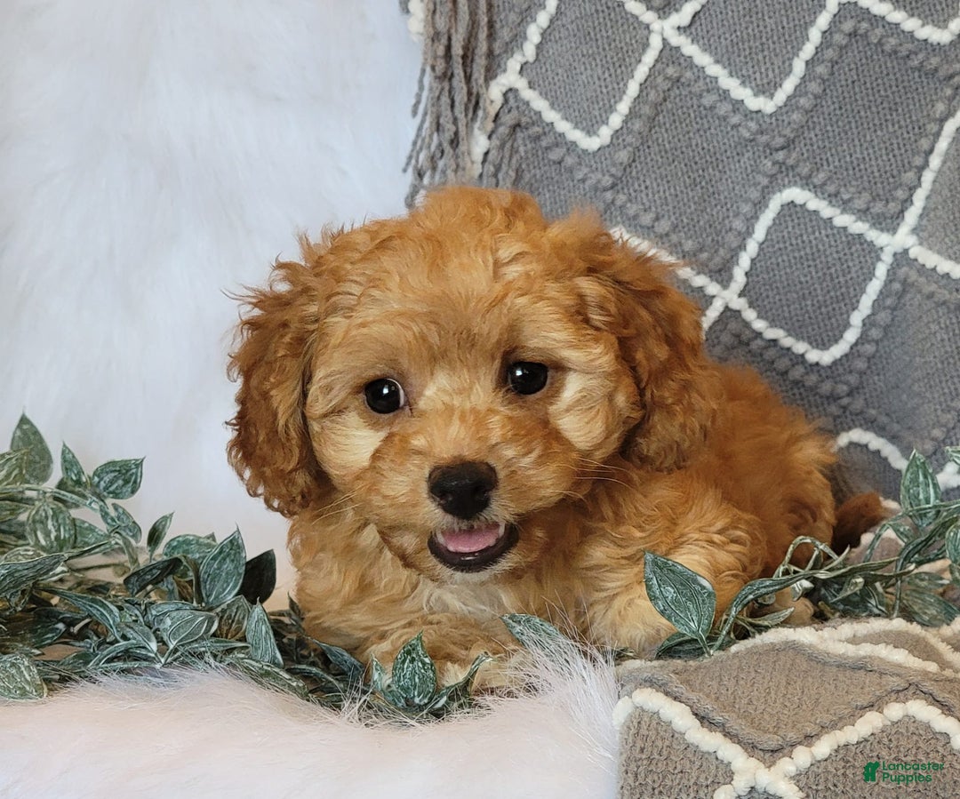 Cockapoo dogs for sale: Sara - Image 1