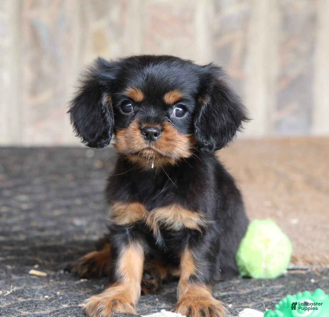 Cavalier King Charles Spaniel dogs for sale: Bentley - Image 8