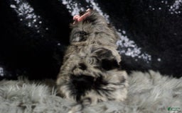 Maltipoo dogs for sale: Precious - Image 7