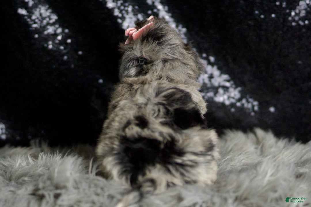 Maltipoo dogs for sale: Precious - Image 7