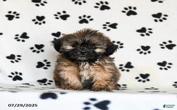 Shih Tzu dogs for sale: Patches - Image 2