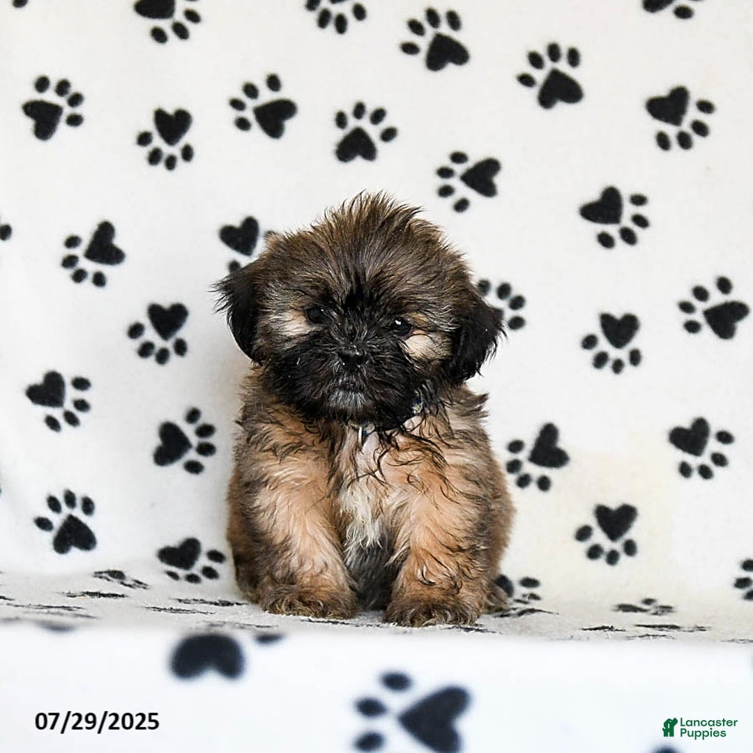 Shih Tzu dogs for sale: Patches - Image 2
