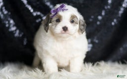 Mini Goldendoodle dogs for sale: Hannah - Image 4