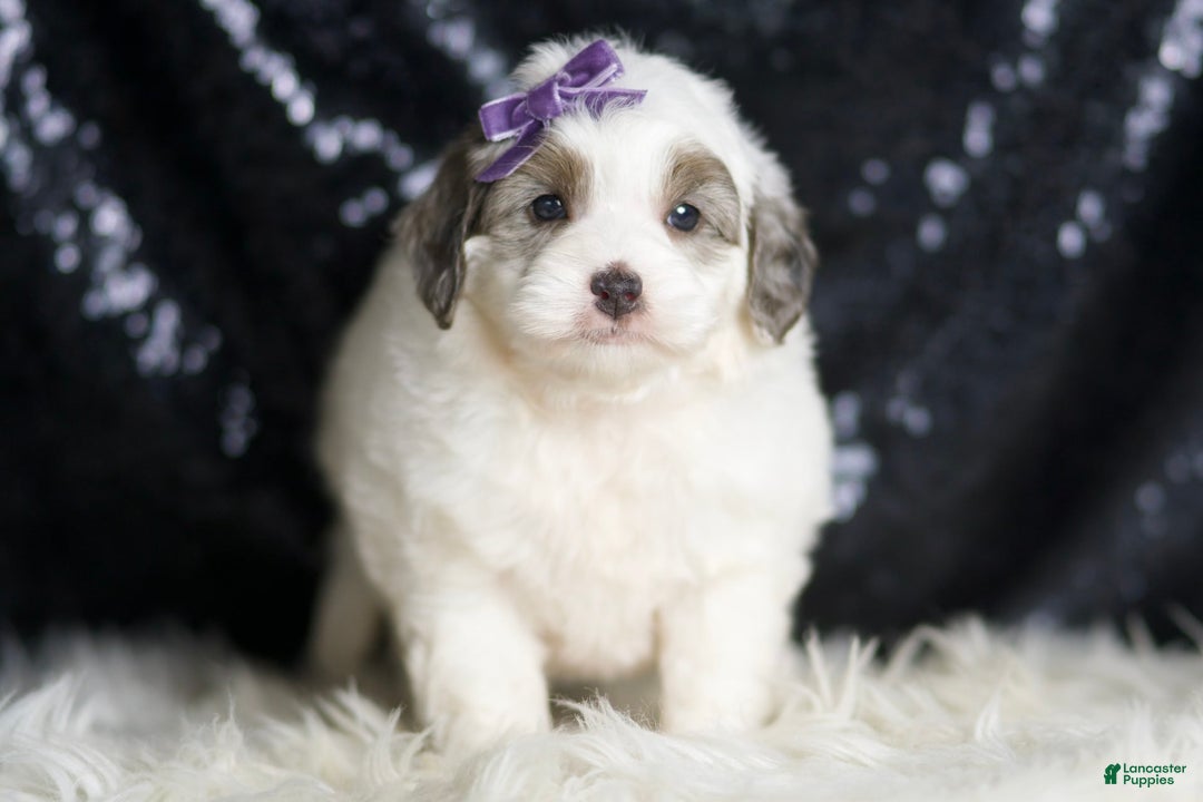 Mini Goldendoodle dogs for sale: Hannah - Image 4
