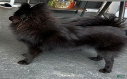 Pomeranian dogs for sale: Ozzy - Image 2