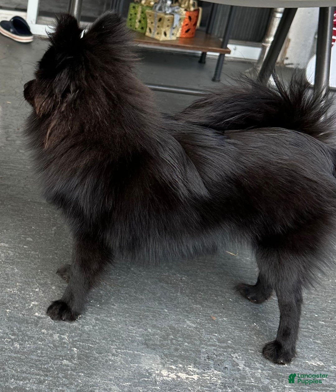 Pomeranian dogs for sale: Ozzy - Image 2