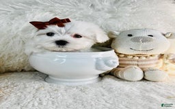 Maltese dogs for sale: Milo - Image 2