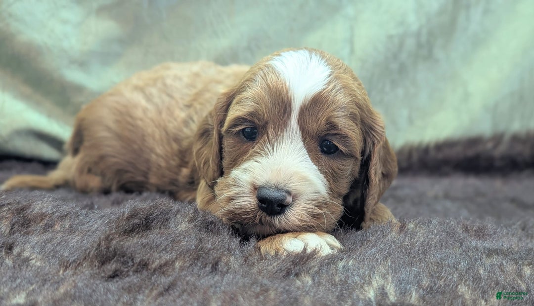 Cavapoo dogs for sale: Steve - Image 11