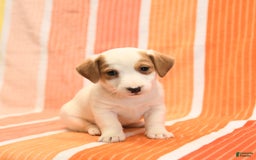 Jack Russell Terrier dogs for sale: Leo - Image 3