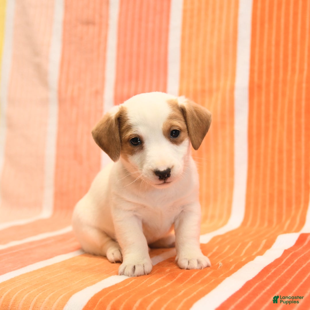 Jack Russell Terrier dogs for sale: Leo - Image 3
