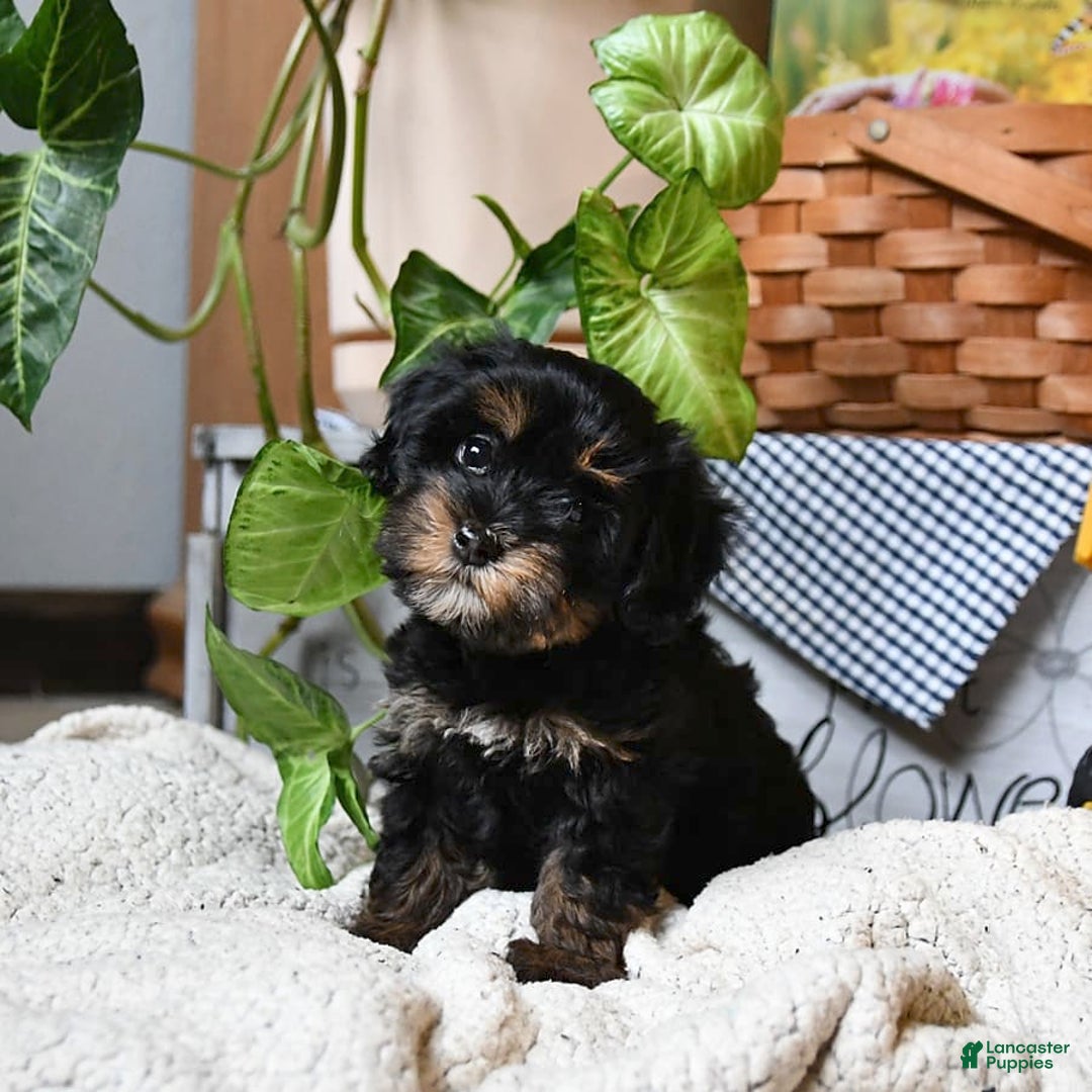 Havapoo dogs for sale: House Raised Sparkles - Image 7
