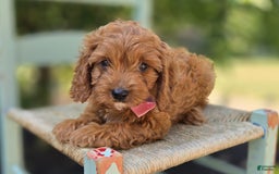 Cavapoo dogs for sale: Alice - Image 3