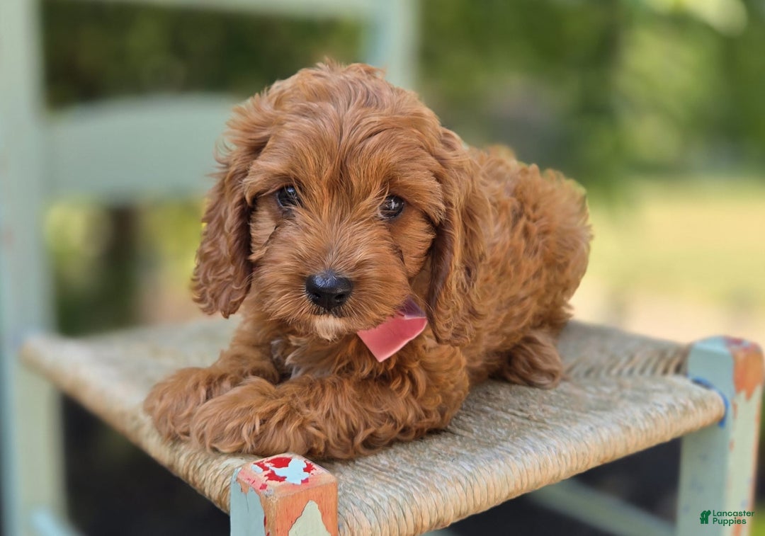 Cavapoo dogs for sale: Alice - Image 3