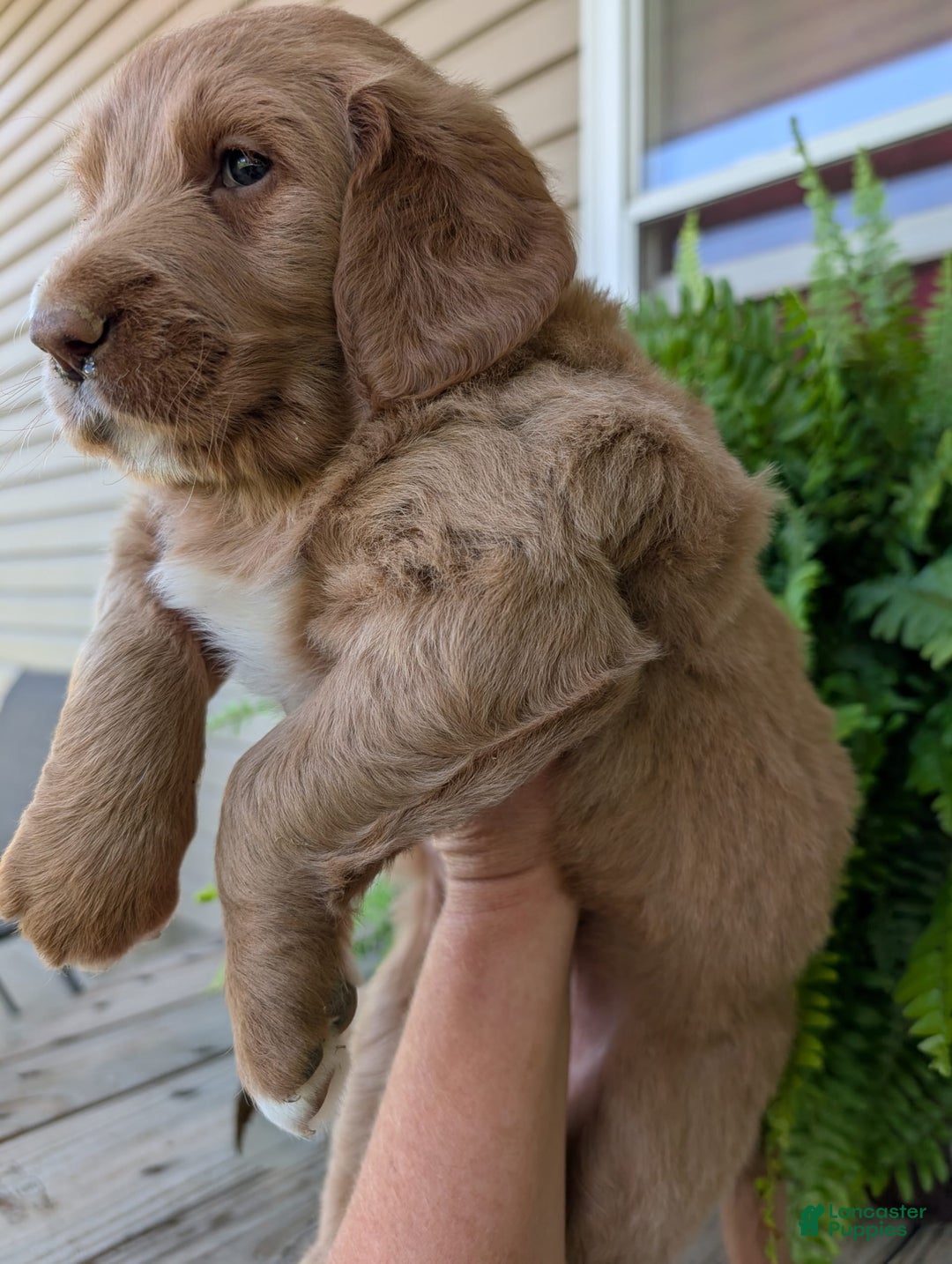 Goldendoodle dogs for sale: Barbie - Image 9