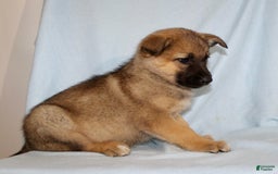 German Shepherd dogs for sale: Tiny - Image 3