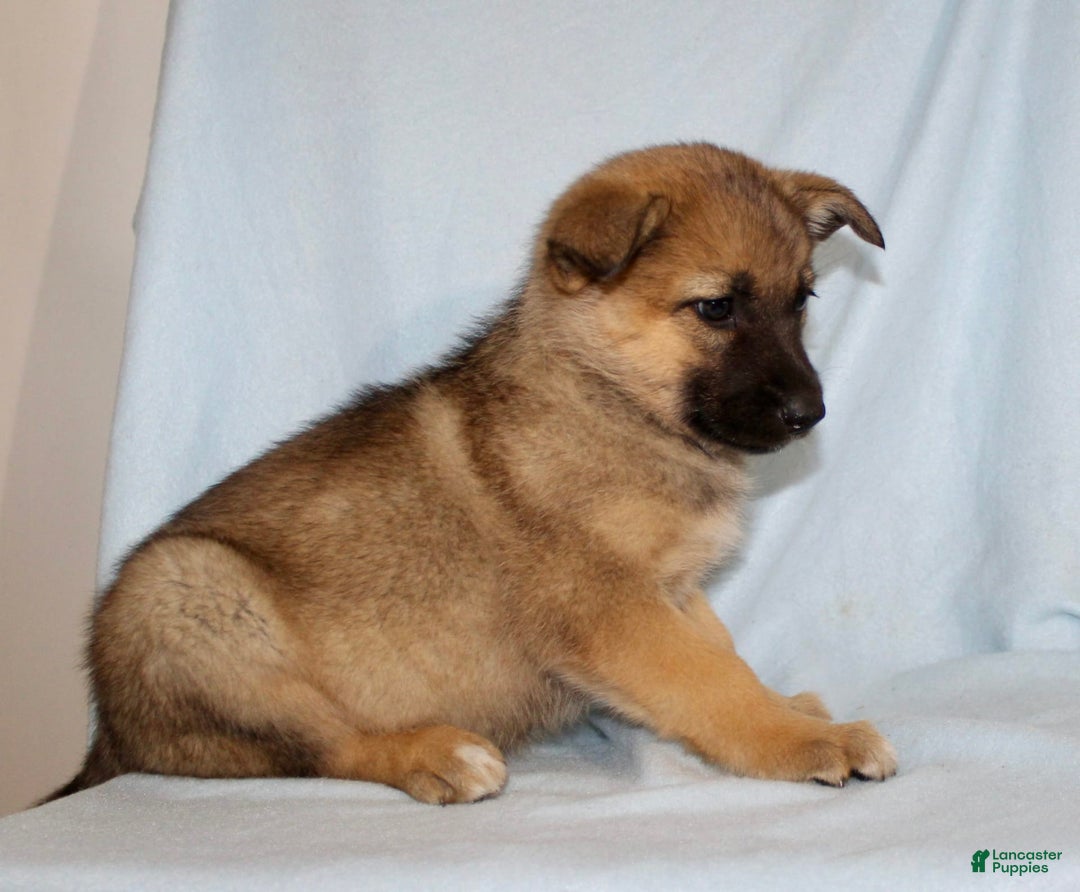 German Shepherd dogs for sale: Tiny - Image 3