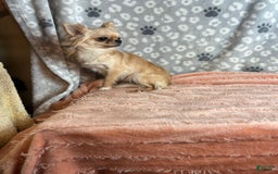 Chihuahua dogs for sale: Genny - Image 5