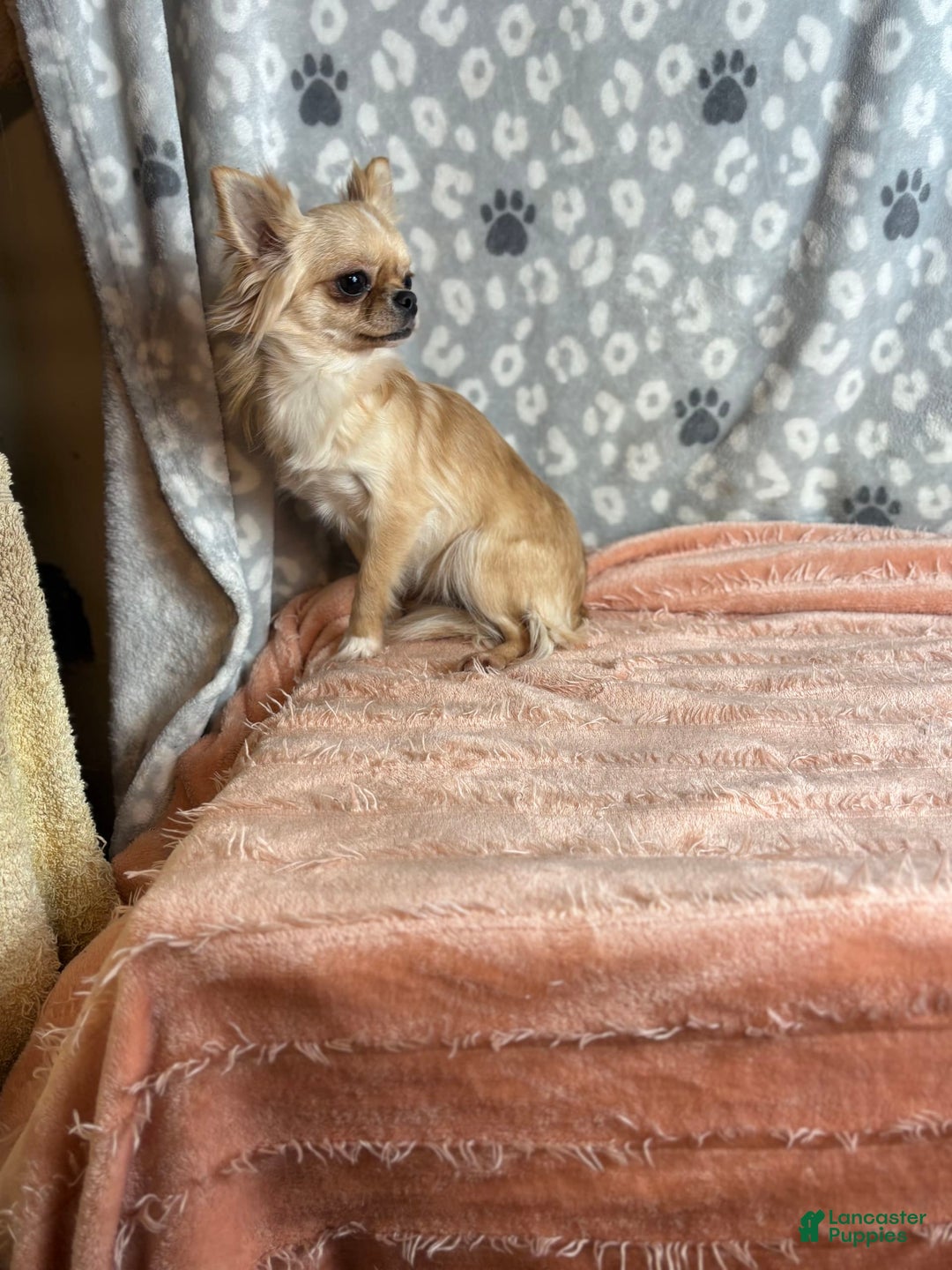 Chihuahua dogs for sale: Genny - Image 5