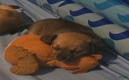 Chipoo dogs for sale: Faith - Image 2
