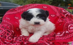 Toy Poodle dogs for sale: Blondie - Image 1