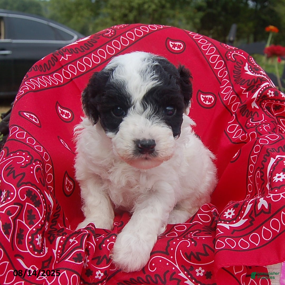 Toy Poodle dogs for sale: Blondie - Image 1