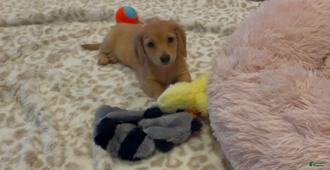 Miniature Dachshund dogs for sale: Akc Bobby - Image 5