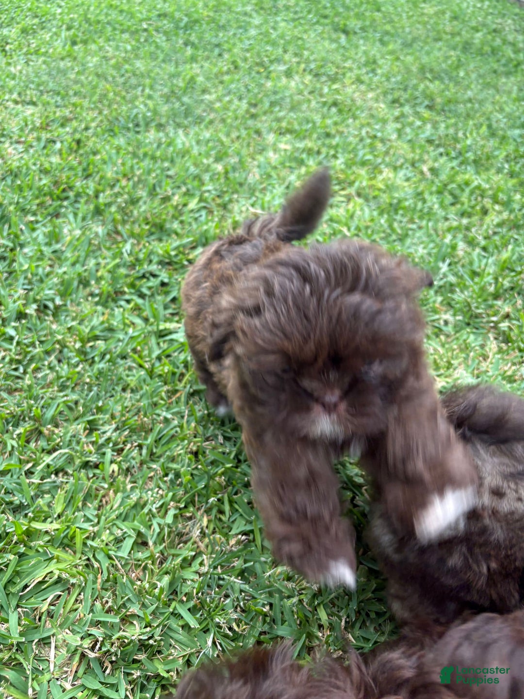 Shih Tzu dogs for sale: Kaylee - Image 12