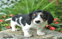 Dachshund dogs for sale: Dash - Image 2