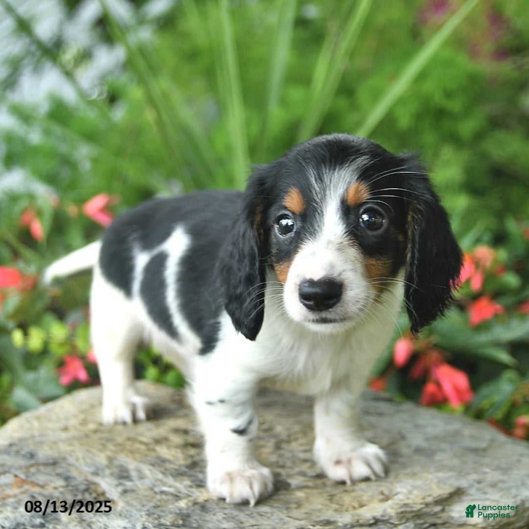 Dachshund dogs for sale: Dash - Image 2