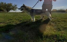 Siberian Husky dogs for sale: Lucy - Image 7