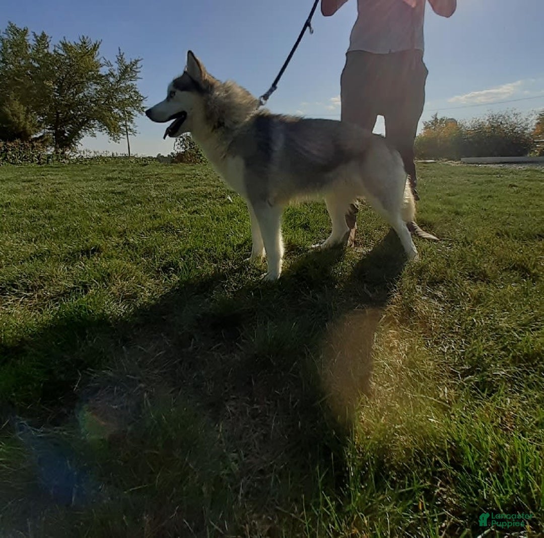 Siberian Husky dogs for sale: Lucy - Image 7