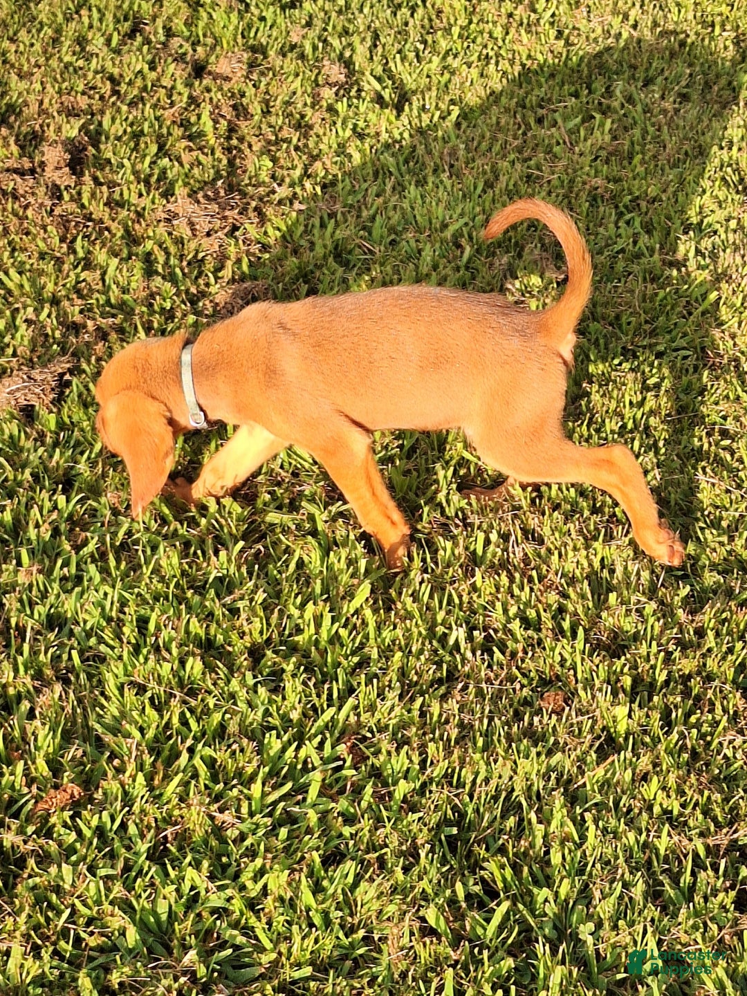Bloodhound dogs for sale: Light Blue - Image 5