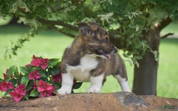Welsh Corgi Pembroke dogs for sale: River - Image 4
