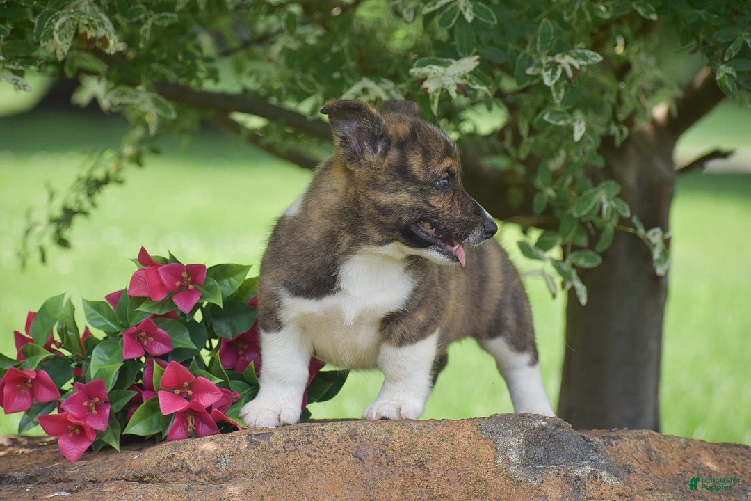 Welsh Corgi Pembroke dogs for sale: River - Image 4