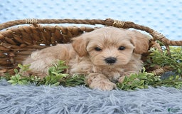 Havapoo dogs for sale: Benson - Image 5