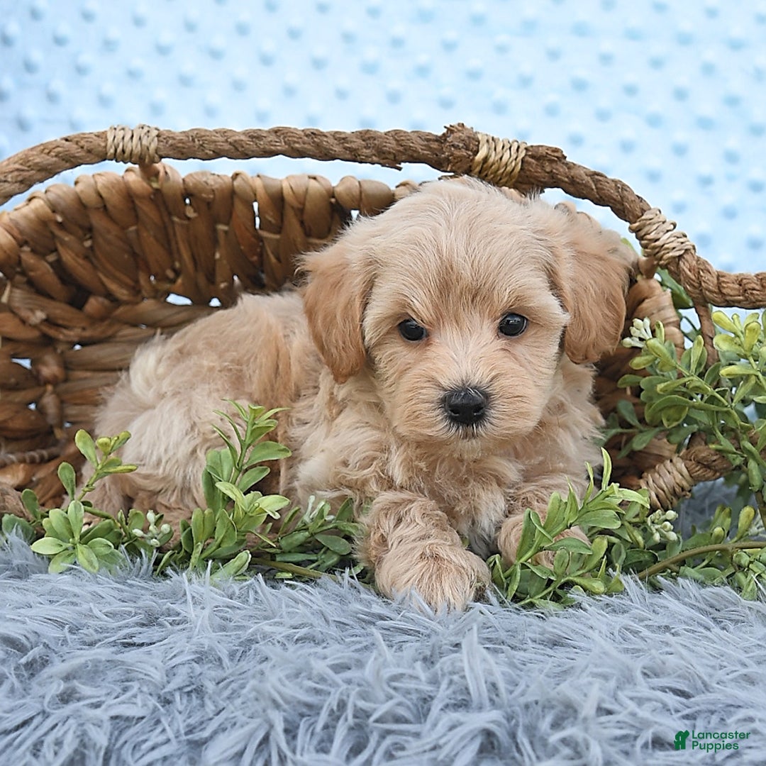 Havapoo dogs for sale: Benson - Image 5