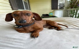Dachshund dogs for sale: Buddy - Image 3