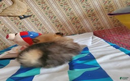 Pomeranian dogs for sale: Little Bit - Image 5