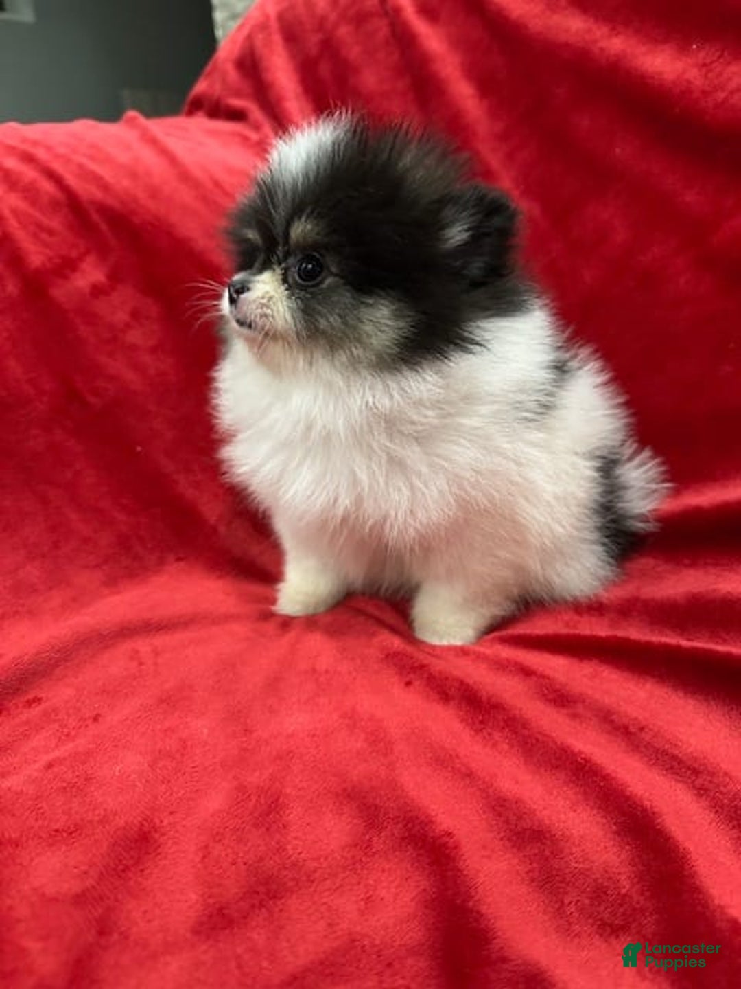 Pomeranian dogs for sale: Minnie - Image 13