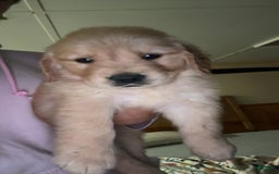 Golden Retriever dogs for sale: No Name - Image 1