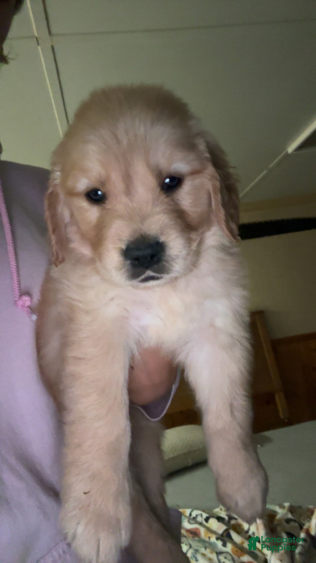 Golden Retriever dogs for sale: No Name - Image 1