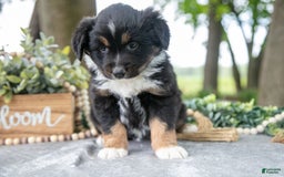 Miniature Australian Shepherd dogs for sale: Diana - Image 1