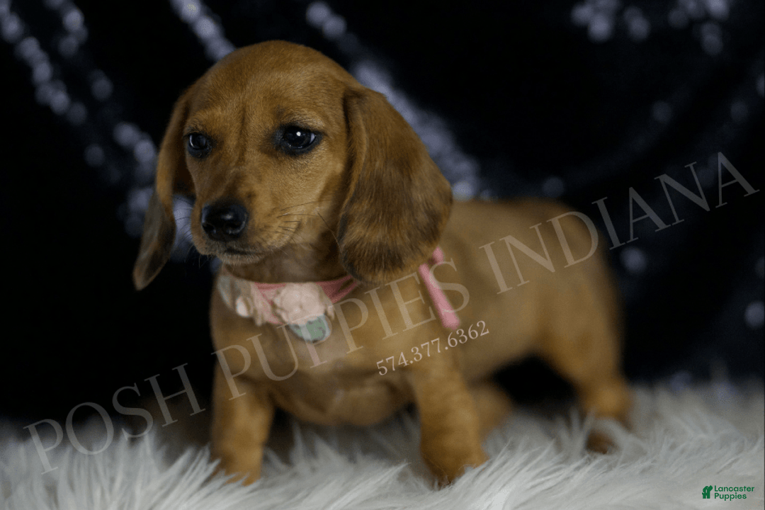 Miniature Dachshund dogs for sale: Meeka - Image 4