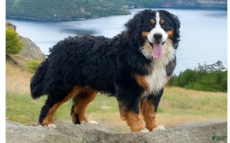 Bernese Mountain Dog dogs for sale: Jack - Image 6