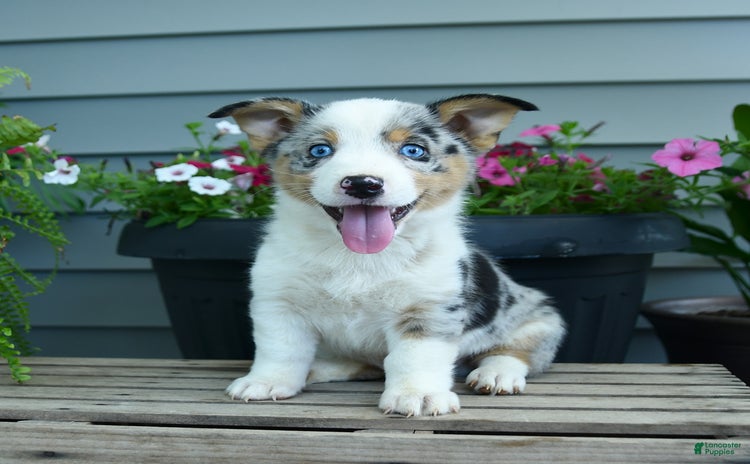 Welsh Corgi Pembroke dogs - Advert 26